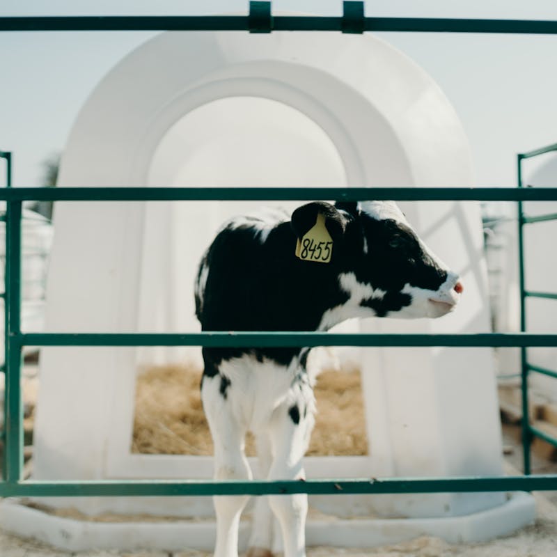 Bezerros na Fazendinha Cia dos Bichos