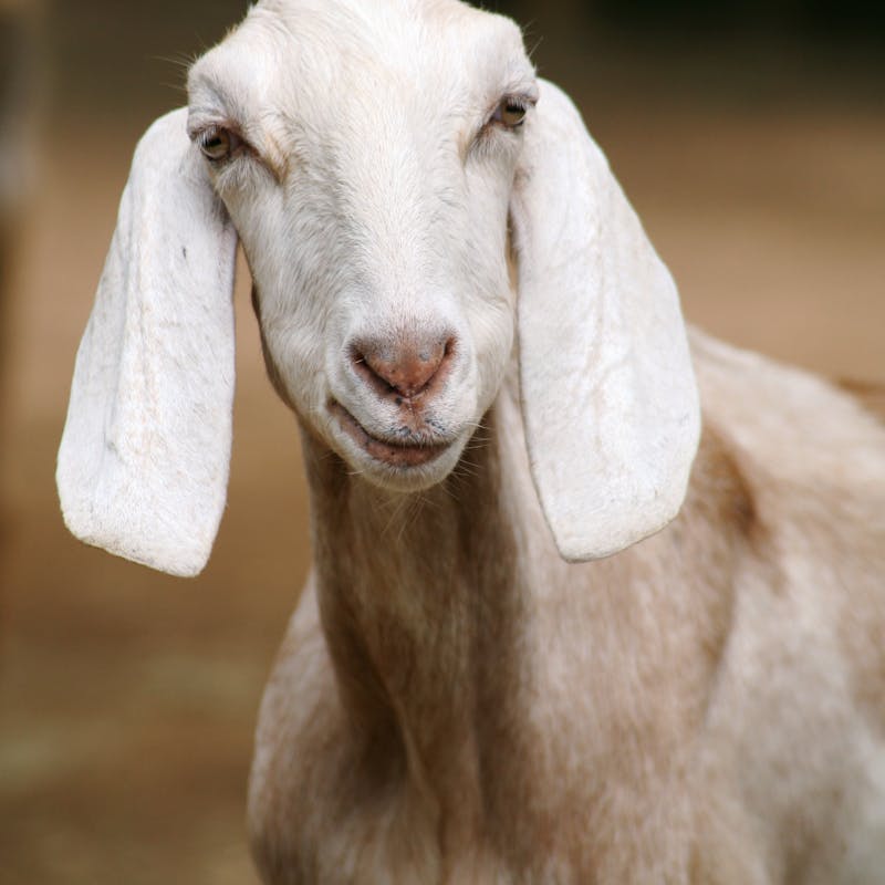 Cabras na Fazendinha Cia dos Bichos