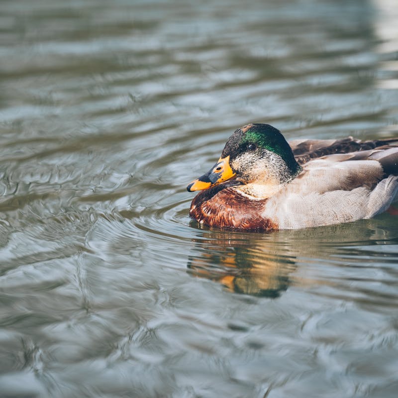 Patos na Fazendinha Cia dos Bichos