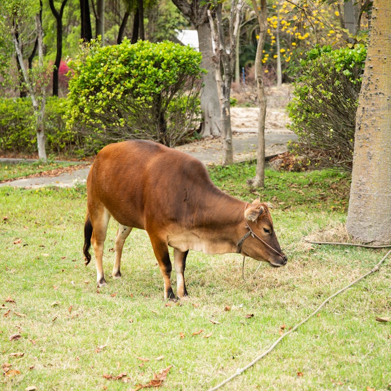 Vacas na Fazendinha Cia dos Bichos